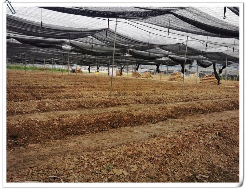 9397至尊品牌源于信誉