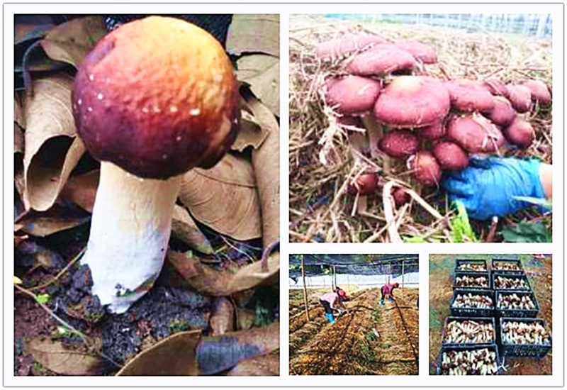 9397至尊品牌源于信誉